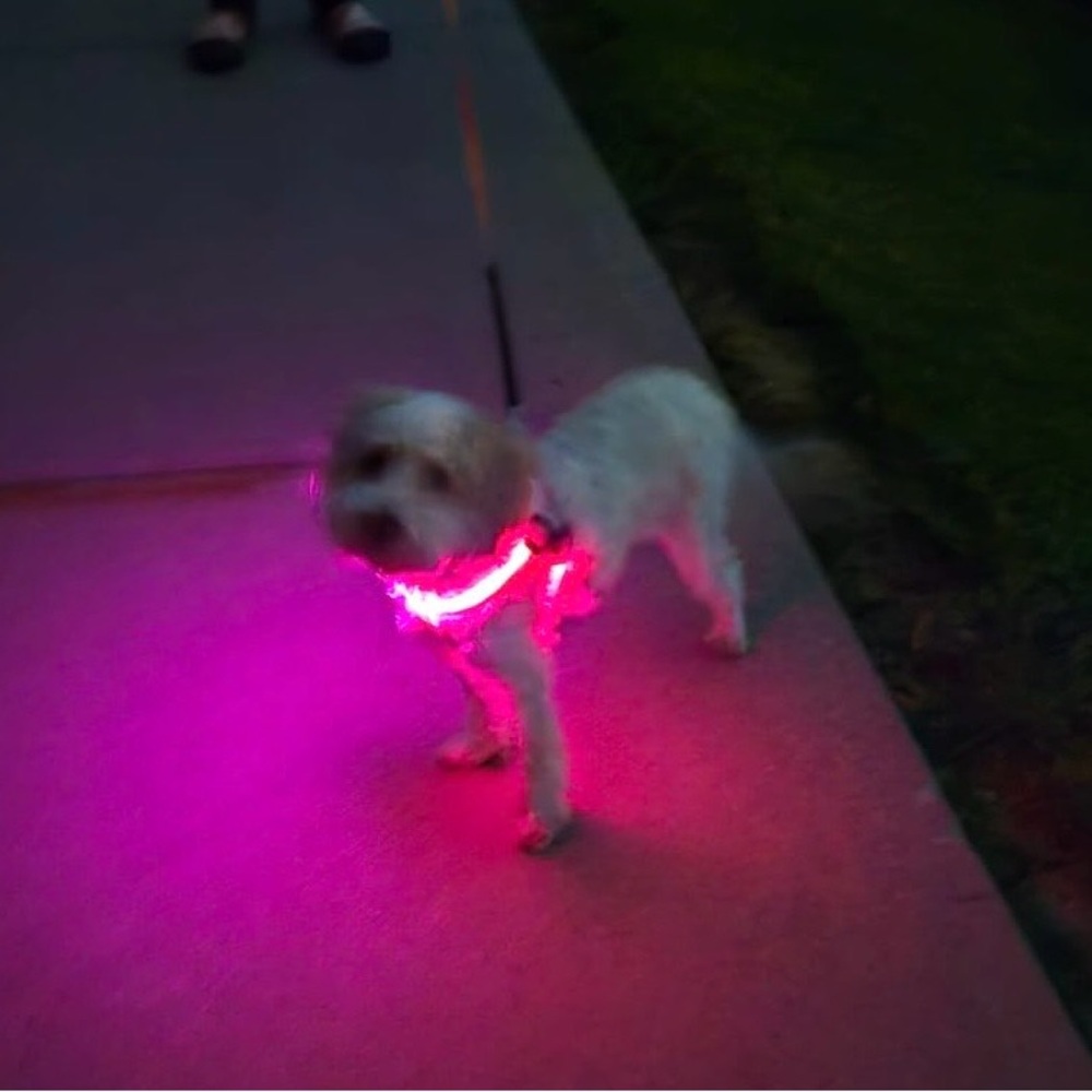 Adjustable & Rechargeable LED dog Harness